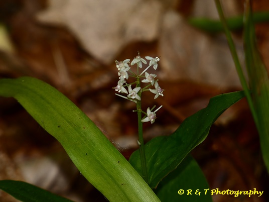 {Maianthemum canadense}